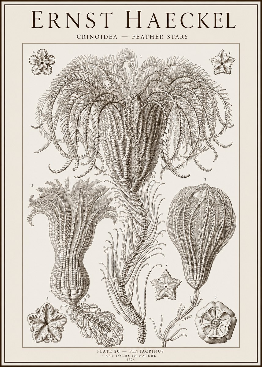 Ernst Haeckel Crinoidea - Palm Lilies No2 - Poster