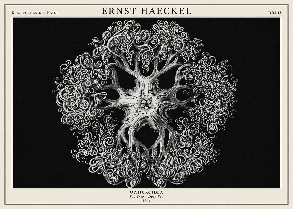 Ernst Haeckel Ophiuroidea Sea Tree - Deep Sea No1 - Poster