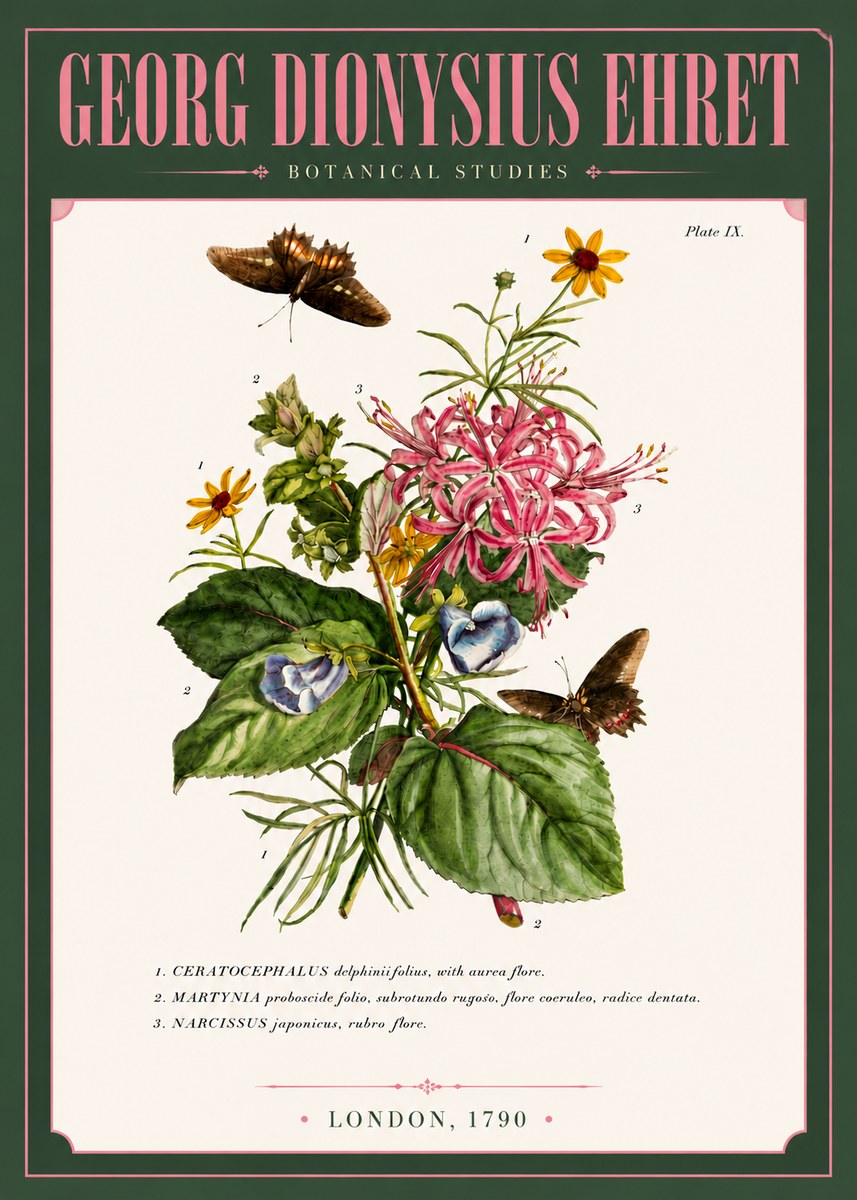 Georg Dionysius Ehret Botanical Studies - Plate Ix No6 - Poster