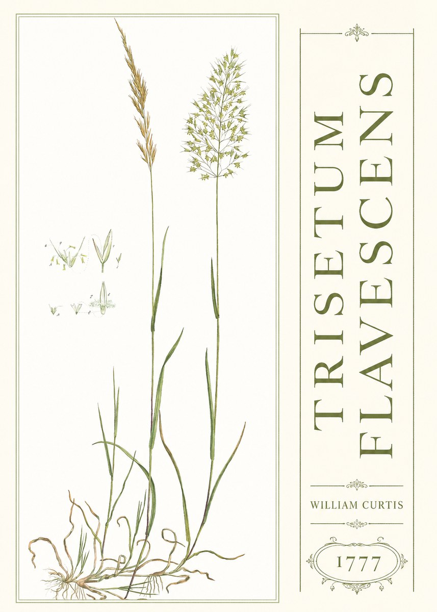 William Curtis Trisetum Flavescens I No3 - Poster
