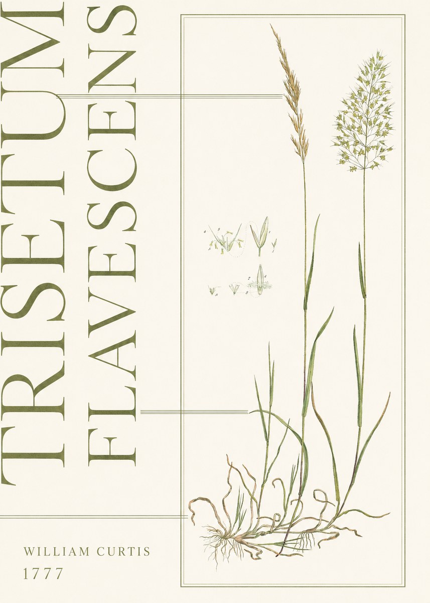 William Curtis Trisetum Flavescens I No5 - Poster