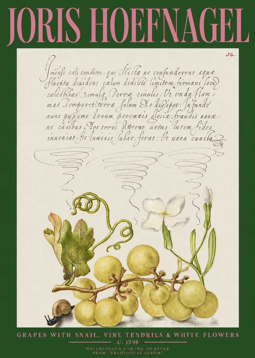 Joris Hoefnagel Grapes with Snail, Vine Tendrils & White Flowers No2 - Poster