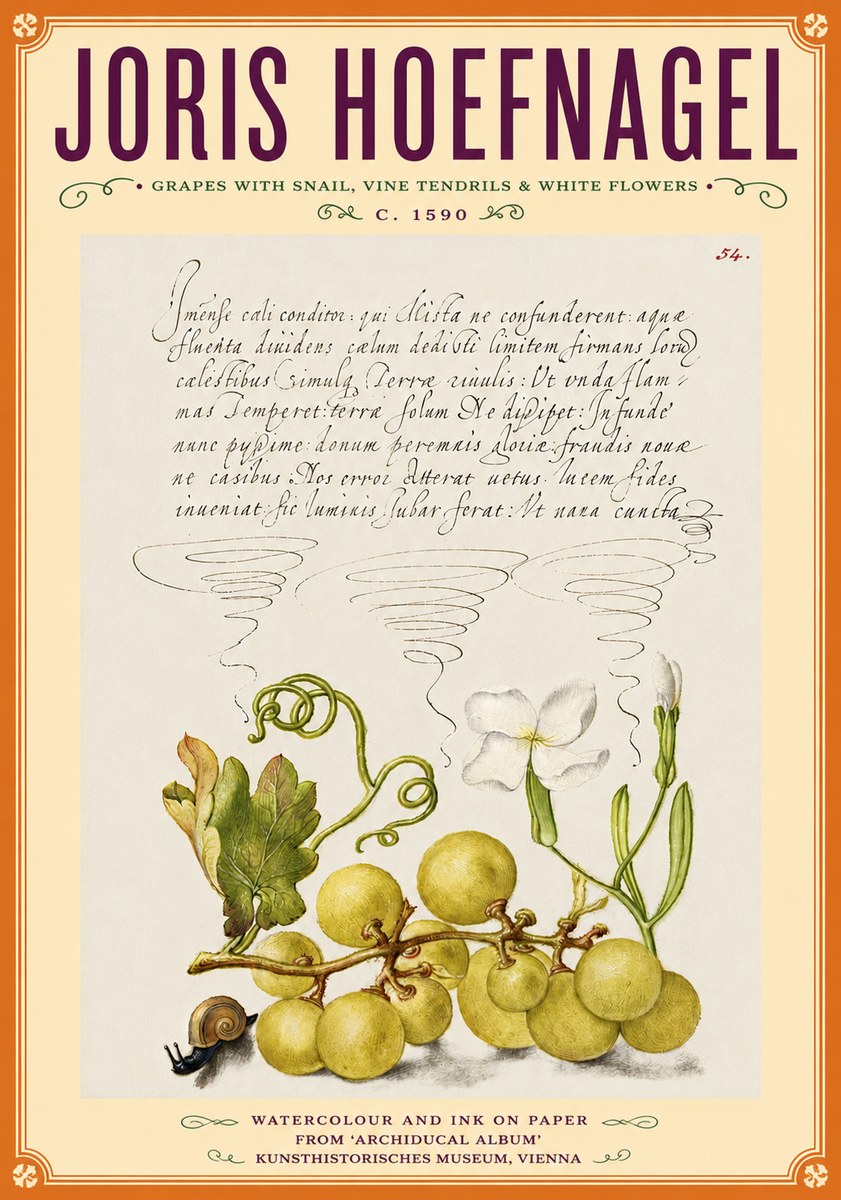 Joris Hoefnagel Grapes with Snail, Vine Tendrils & White Flowers No6 - Poster