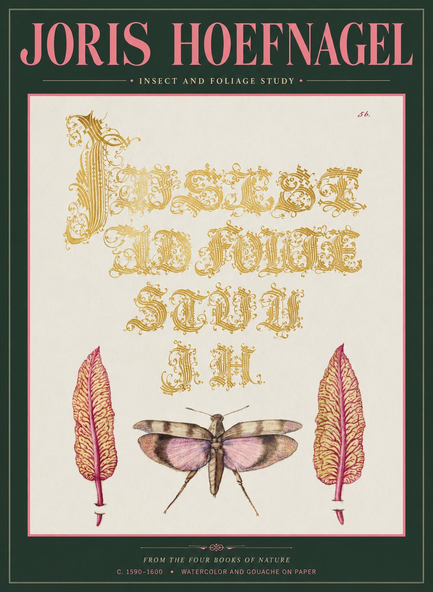 Joris Hoefnagel Insect and Foliage Study No2 - Poster