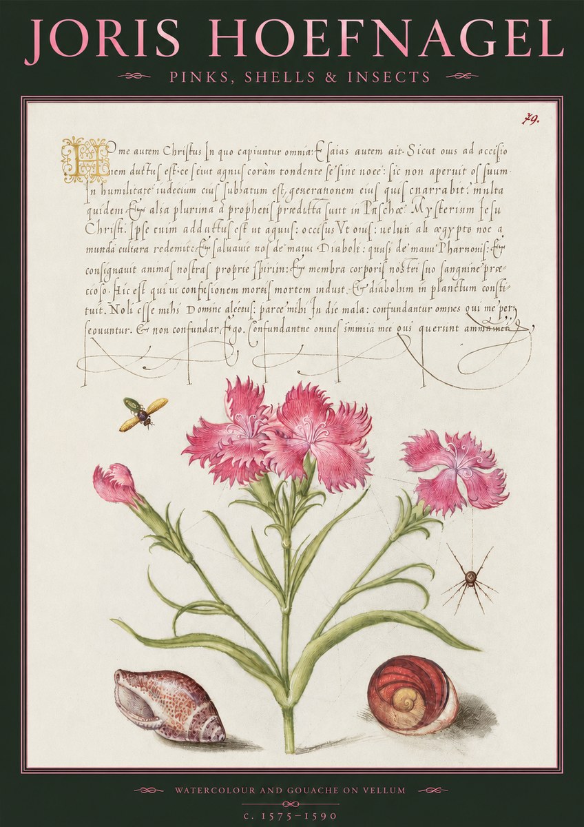 Joris Hoefnagel Pinks, Shells & Insects No2 - Poster