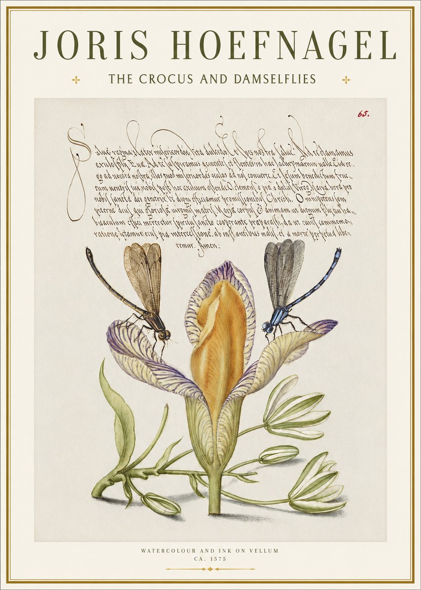 Joris Hoefnagel The Crocus and Damselflies No1 - Poster