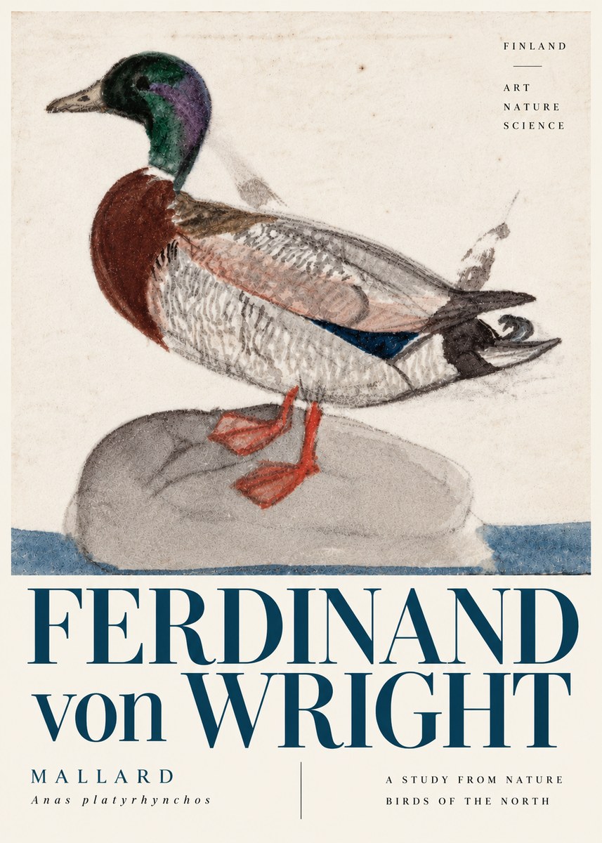 Ferdinand von Wright Mallard No6 - Poster