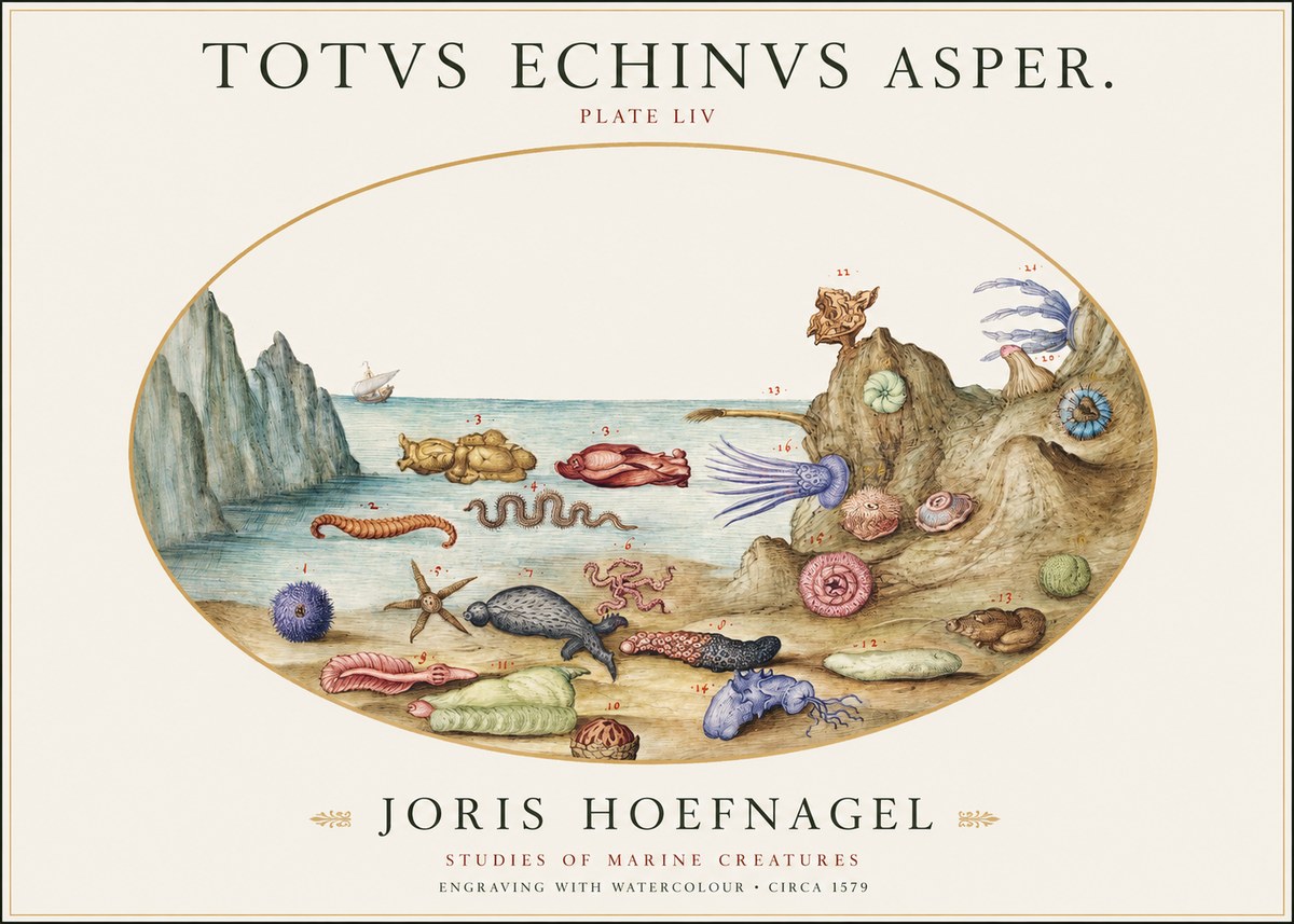 Joris Hoefnagel Totvs Echinvs Asper. Plate Liv No1 - Poster