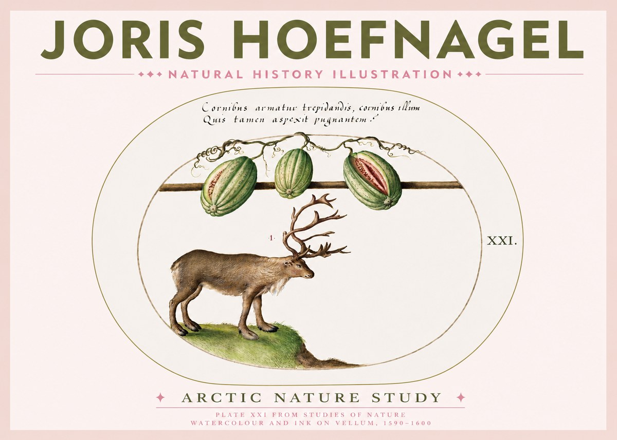 Joris Hoefnagel Arctic Nature Study No3 - Poster