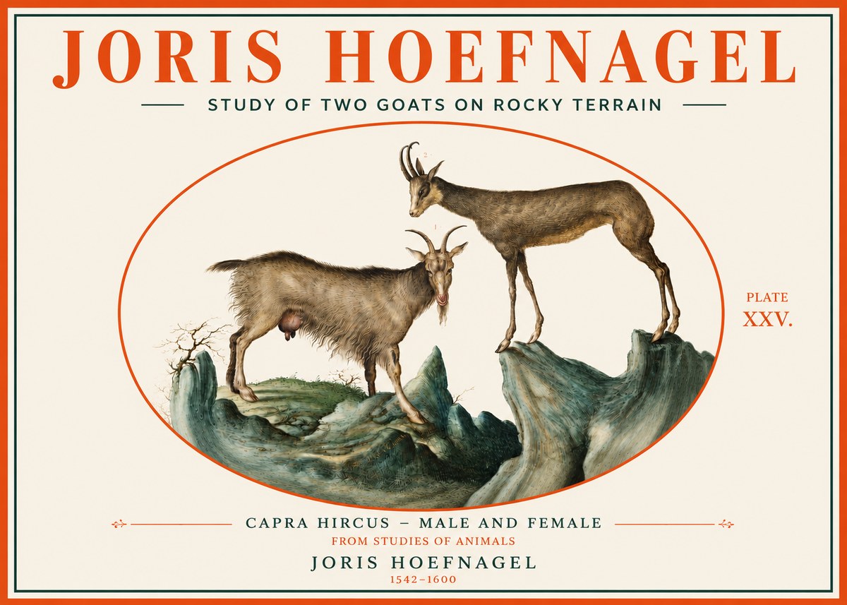 Joris Hoefnagel Study of Two Goats on Rocky Terrain No3 - Poster