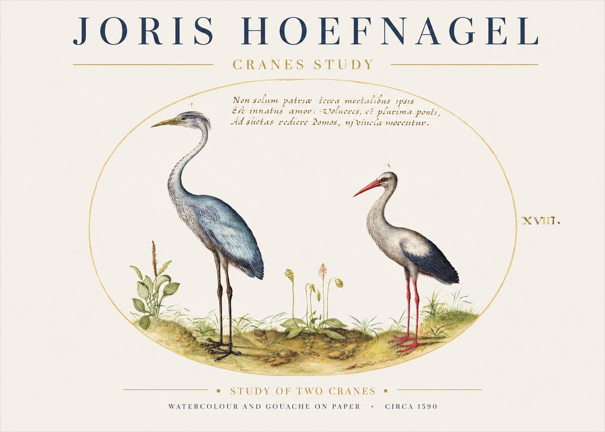 Joris Hoefnagel Study of Two Cranes No1 - Poster