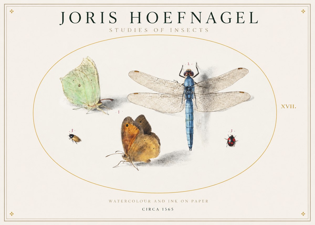 Joris Hoefnagel A Study of Butterflies, Dragonflies and Beetles No2 - Poster