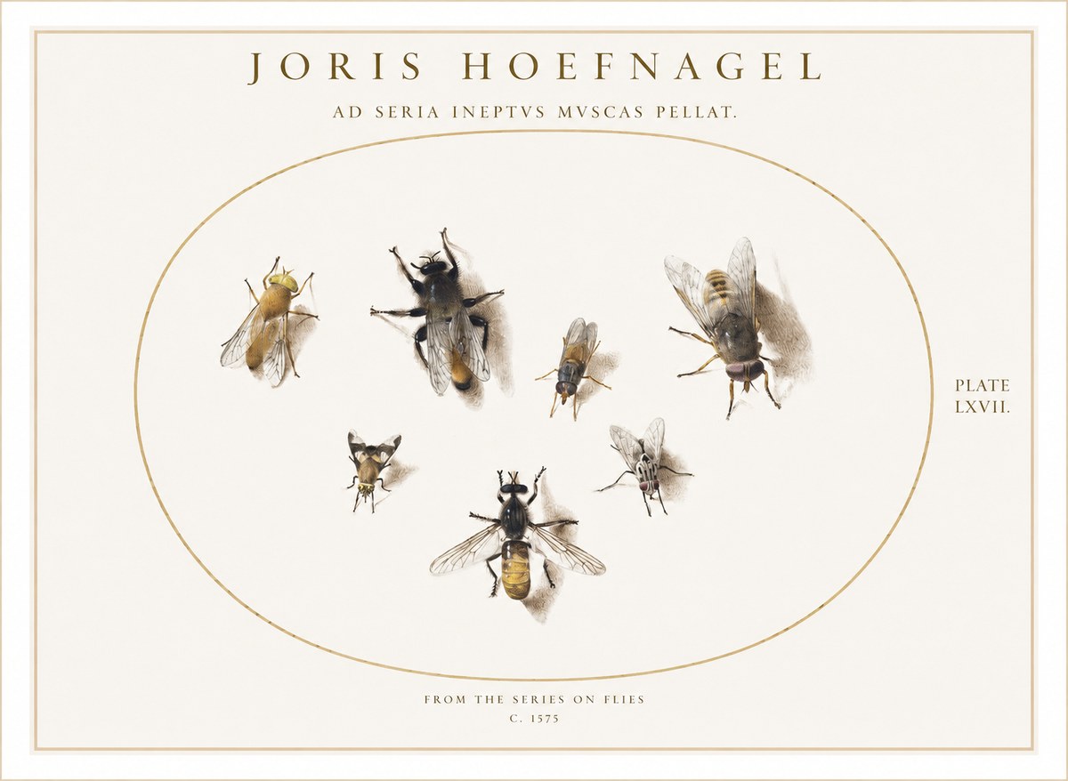 Joris Hoefnagel From the Series on Flies - Plate Lxvii. No1 - Poster