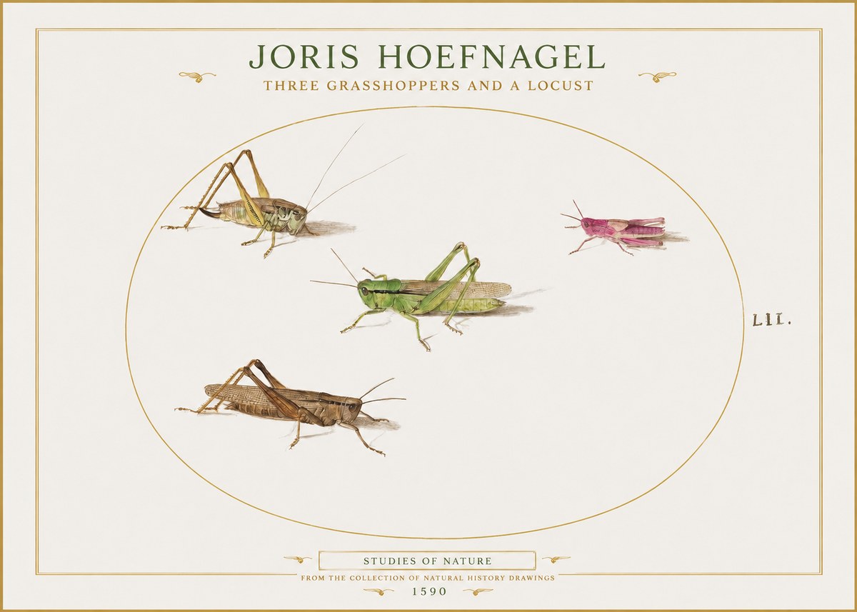 Joris Hoefnagel Three Grasshoppers and a Locust No1 - Poster
