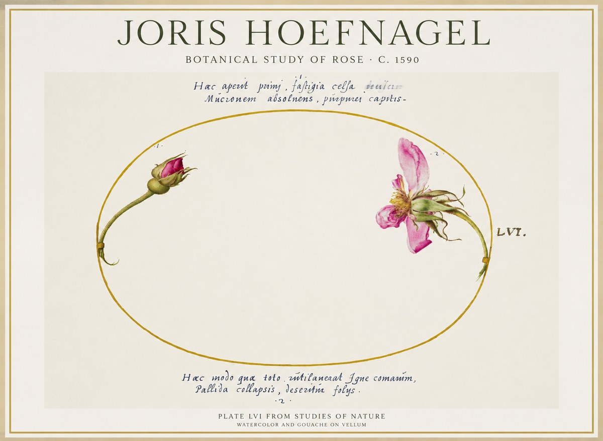 Joris Hoefnagel Botanical Study of Rose No1 - Poster