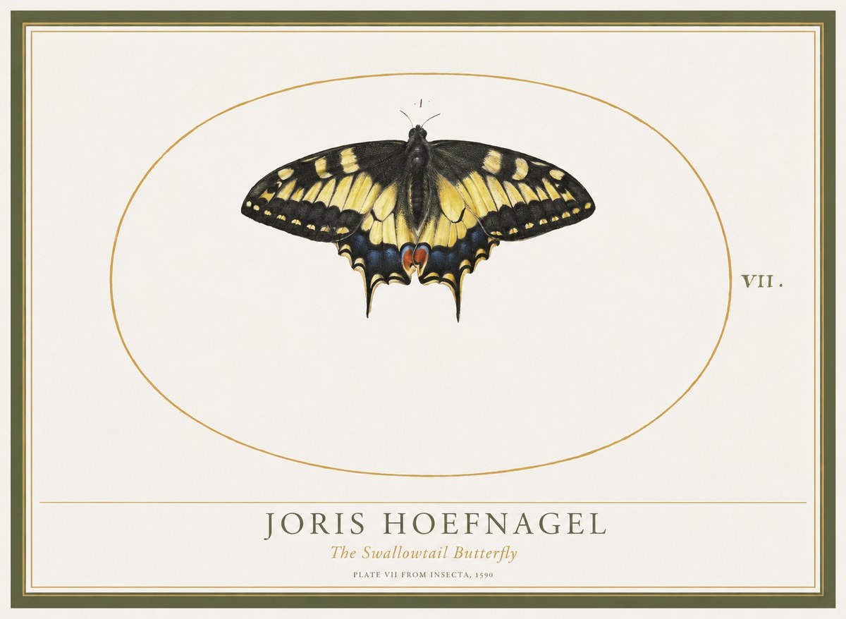 Joris Hoefnagel Study of a Swallowtail Butterfly No5 - Poster