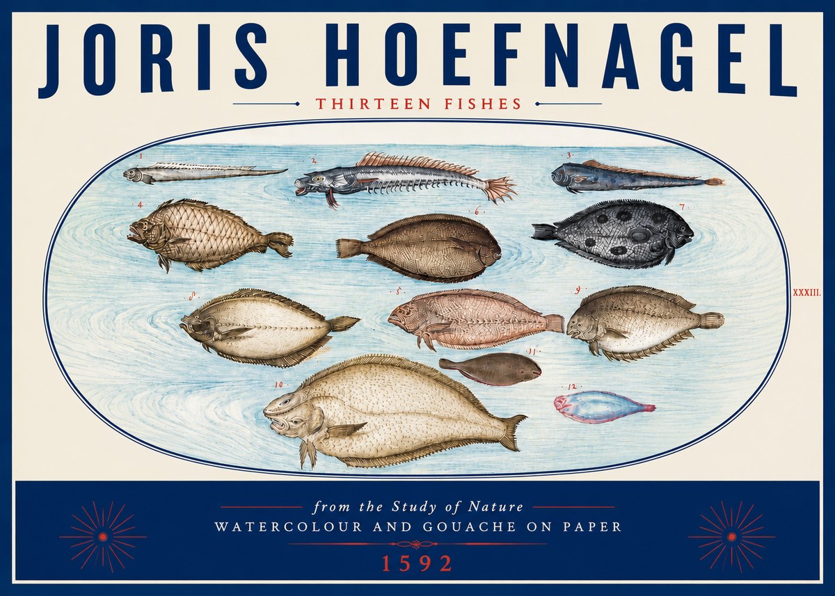 Joris Hoefnagel Thirteen Fishes from the Study of Nature No6 - Poster