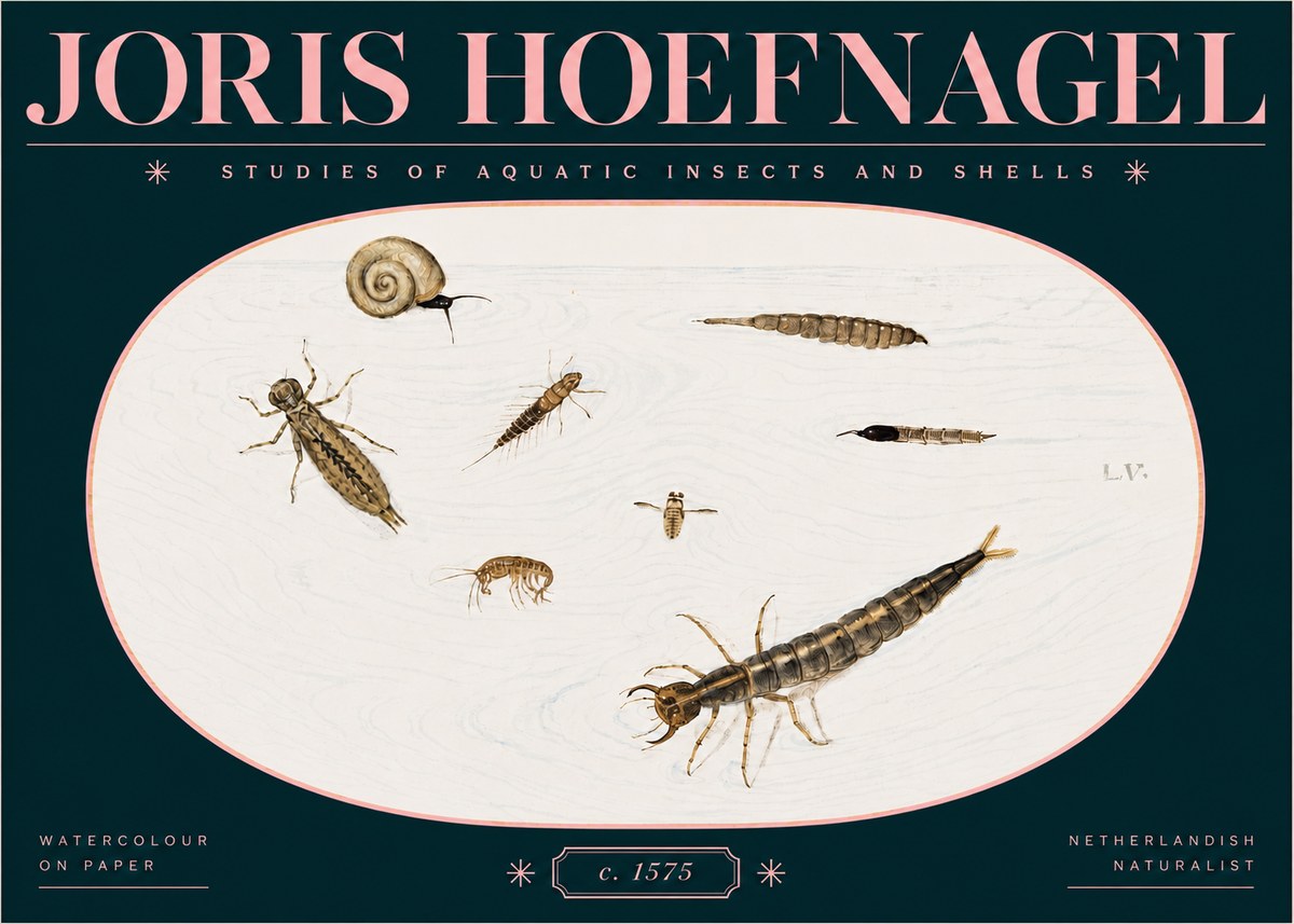 Joris Hoefnagel Studies of Aquatic Insects and Shells No3 - Poster