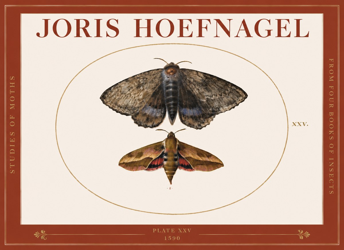 Joris Hoefnagel Studies of Moths I No3 - Poster