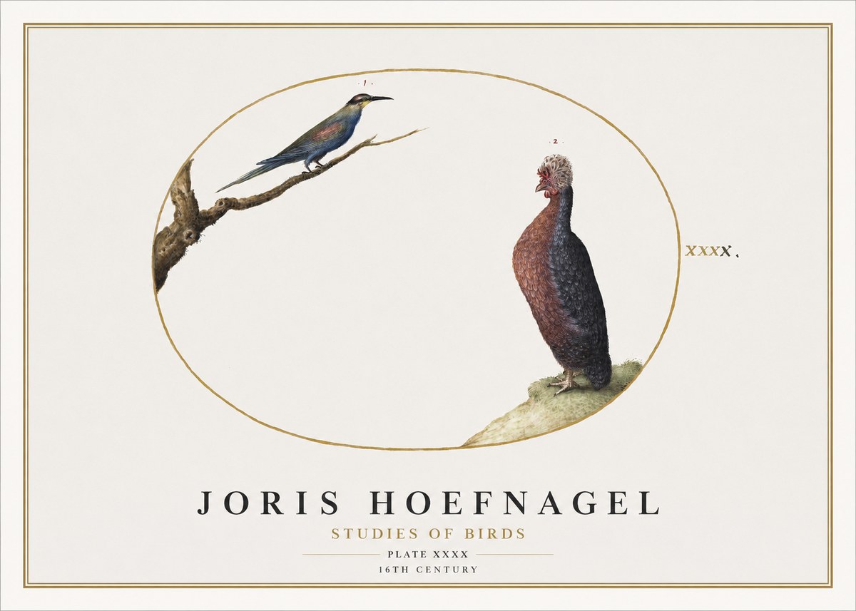 Joris Hoefnagel Studies of Birds I No2 - Poster