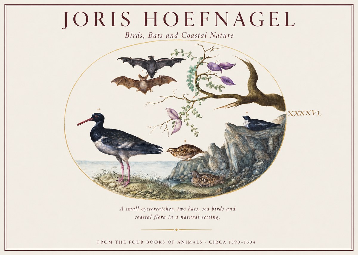 Joris Hoefnagel Birds, Bats and Coastal Nature No1 - Poster