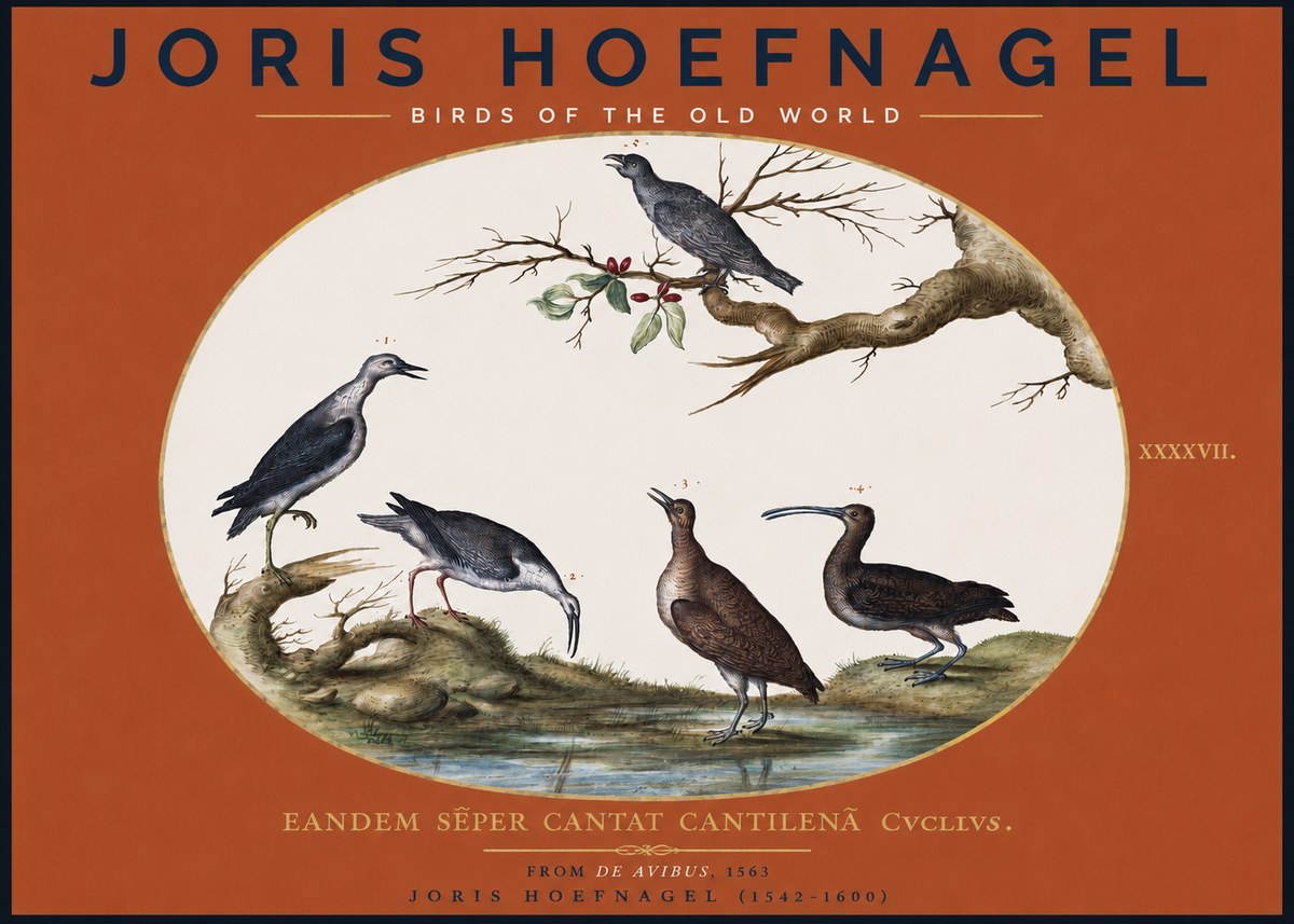 Joris Hoefnagel Birds of the Old World No2 - Poster