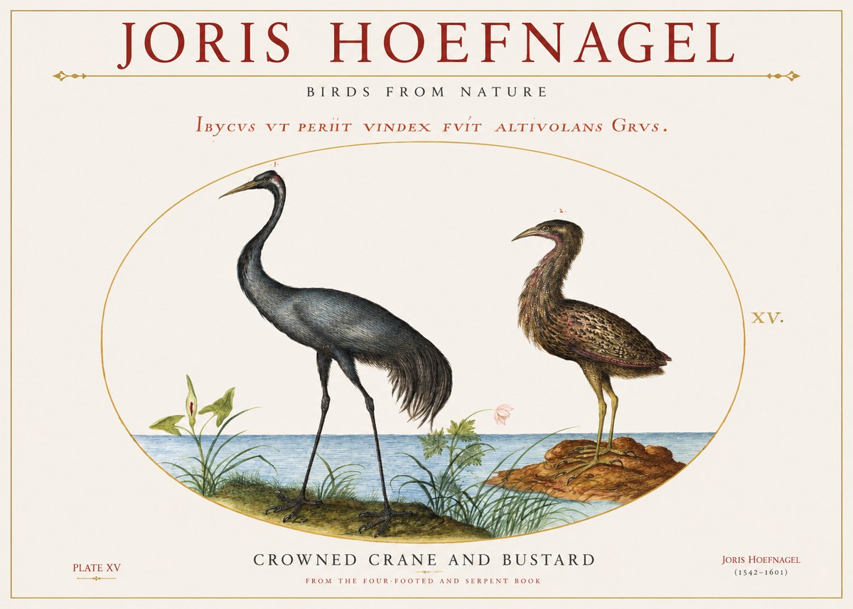 Joris Hoefnagel Crowned Crane and Bustard No1 - Poster