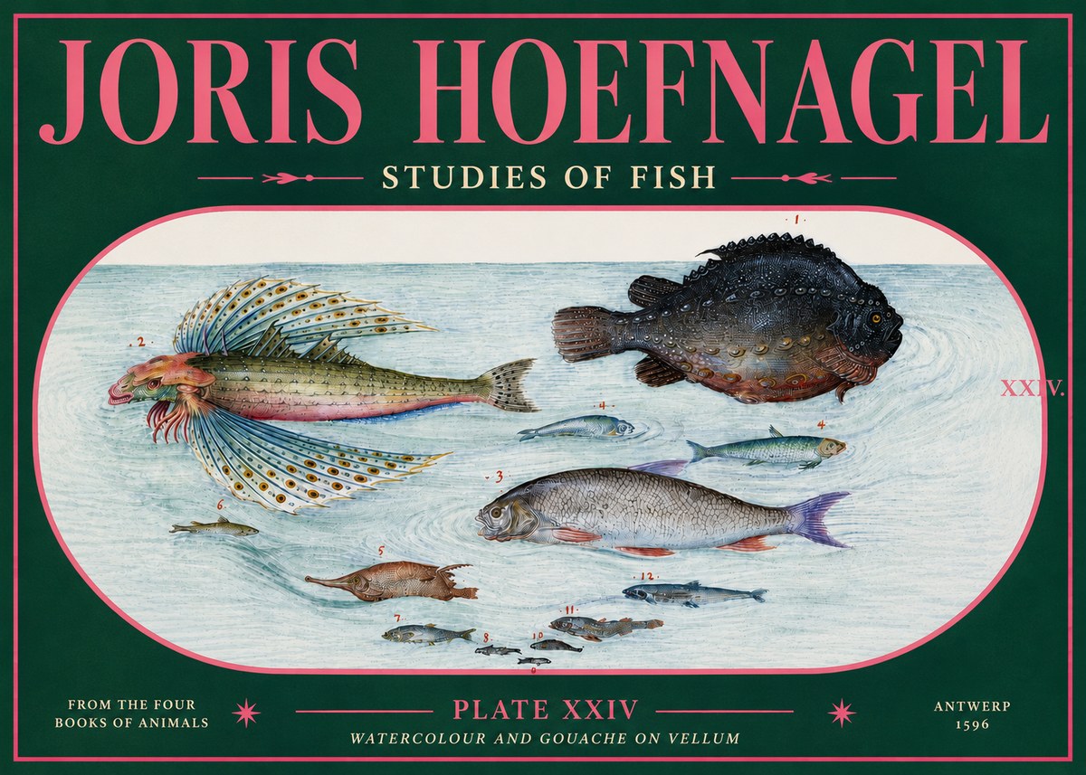Joris Hoefnagel Studies of Fish II No5 - Poster