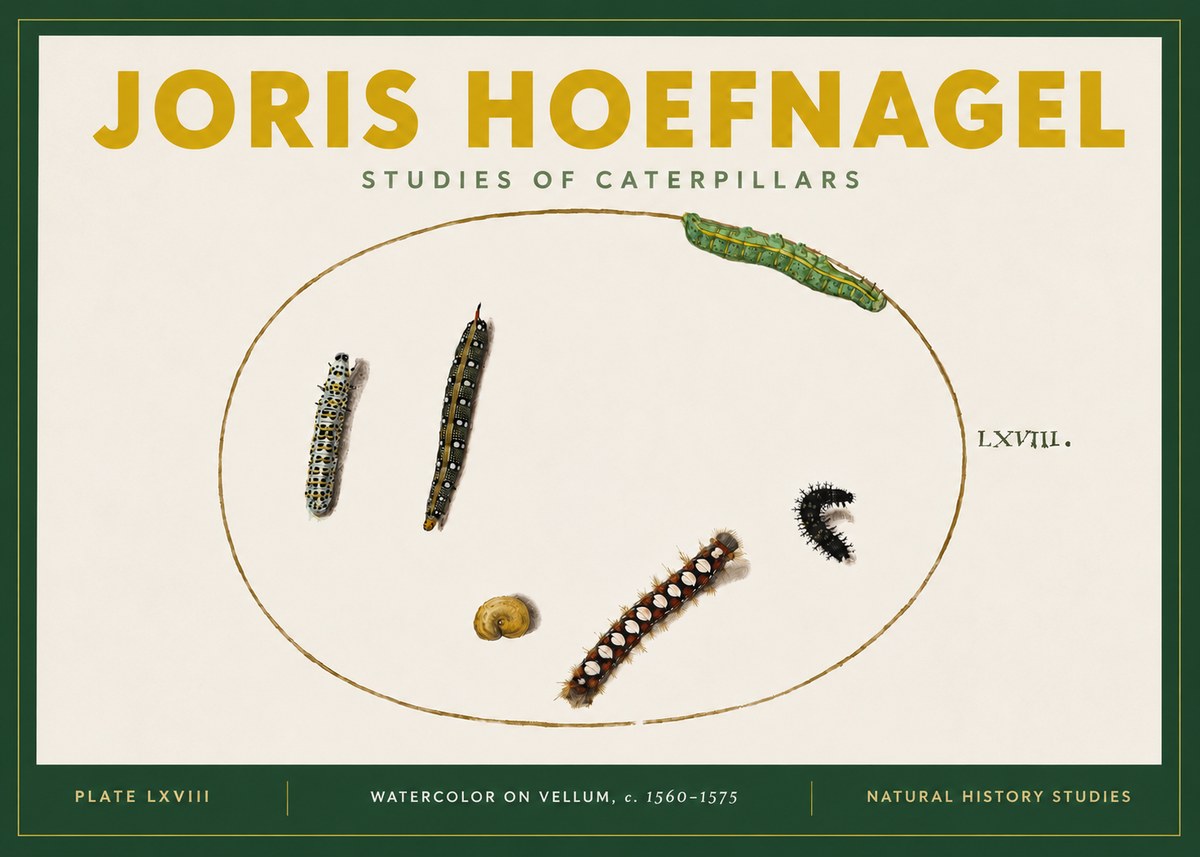 Joris Hoefnagel Studies of Caterpillars No4 - Poster