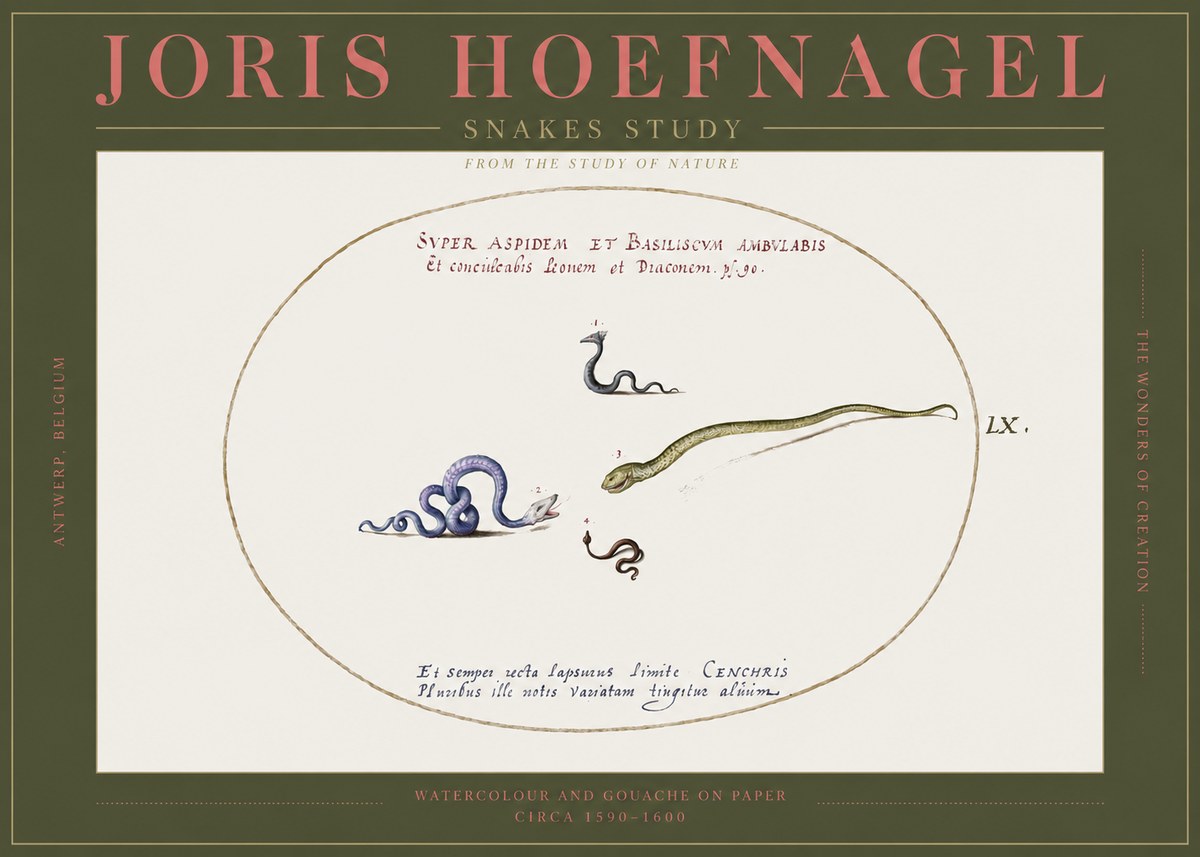 Joris Hoefnagel Studies of Serpents No3 - Poster