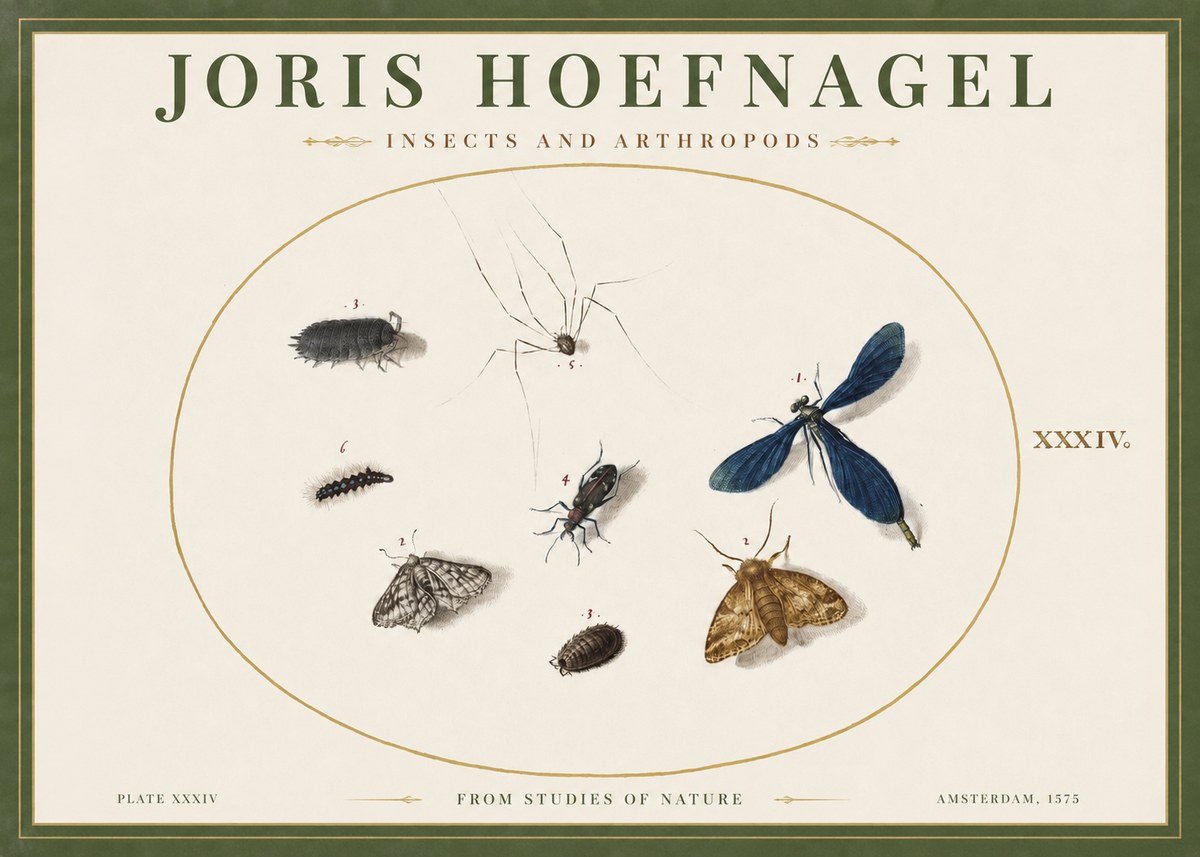 Joris Hoefnagel Insects and Arthropods No2 - Poster