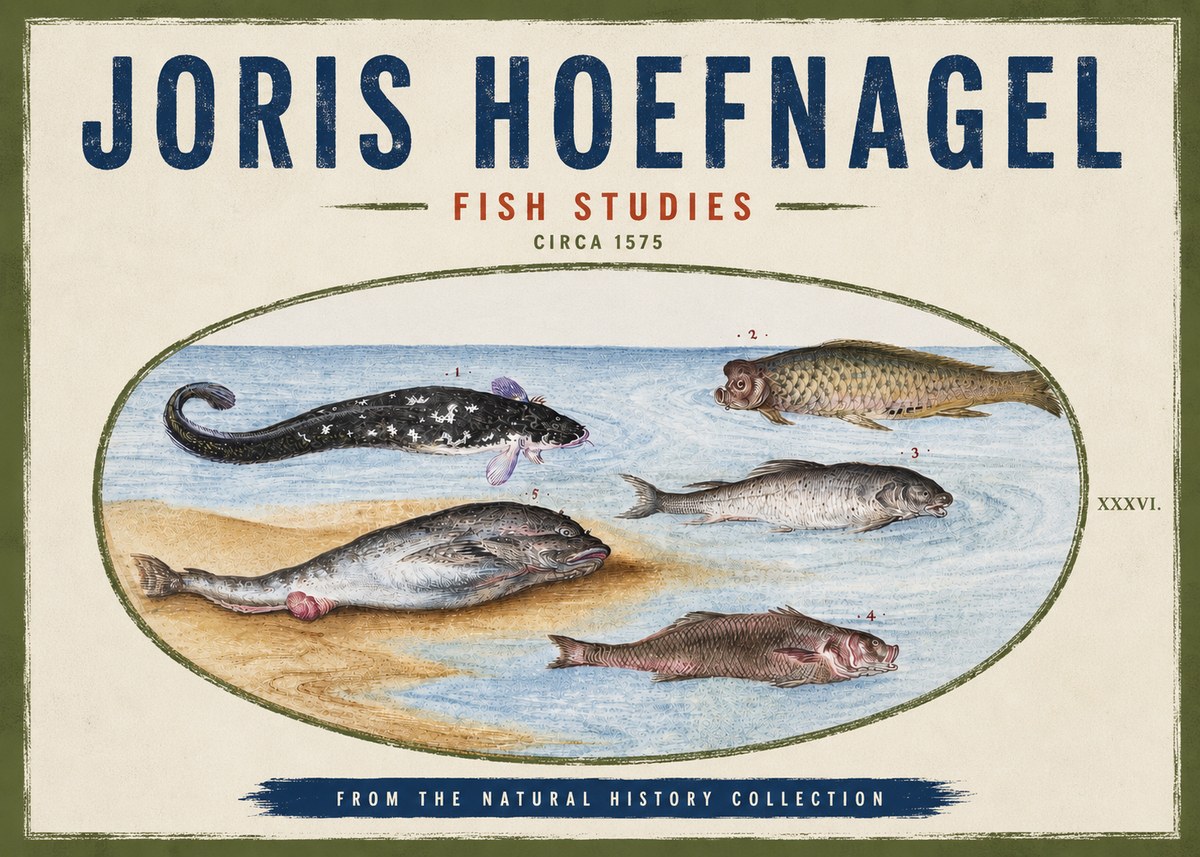 Joris Hoefnagel Fish Studies No4 - Poster