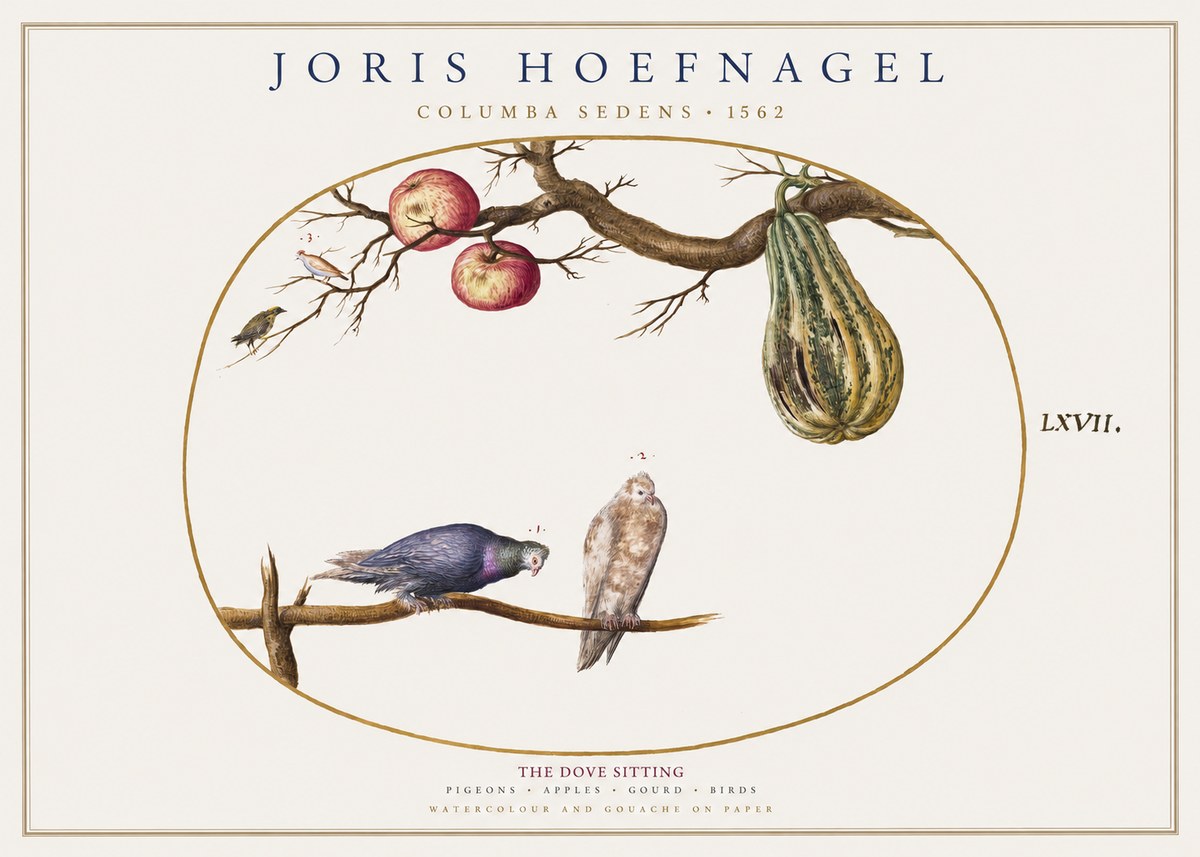 Joris Hoefnagel Pigeons Sitting. No2 - Poster