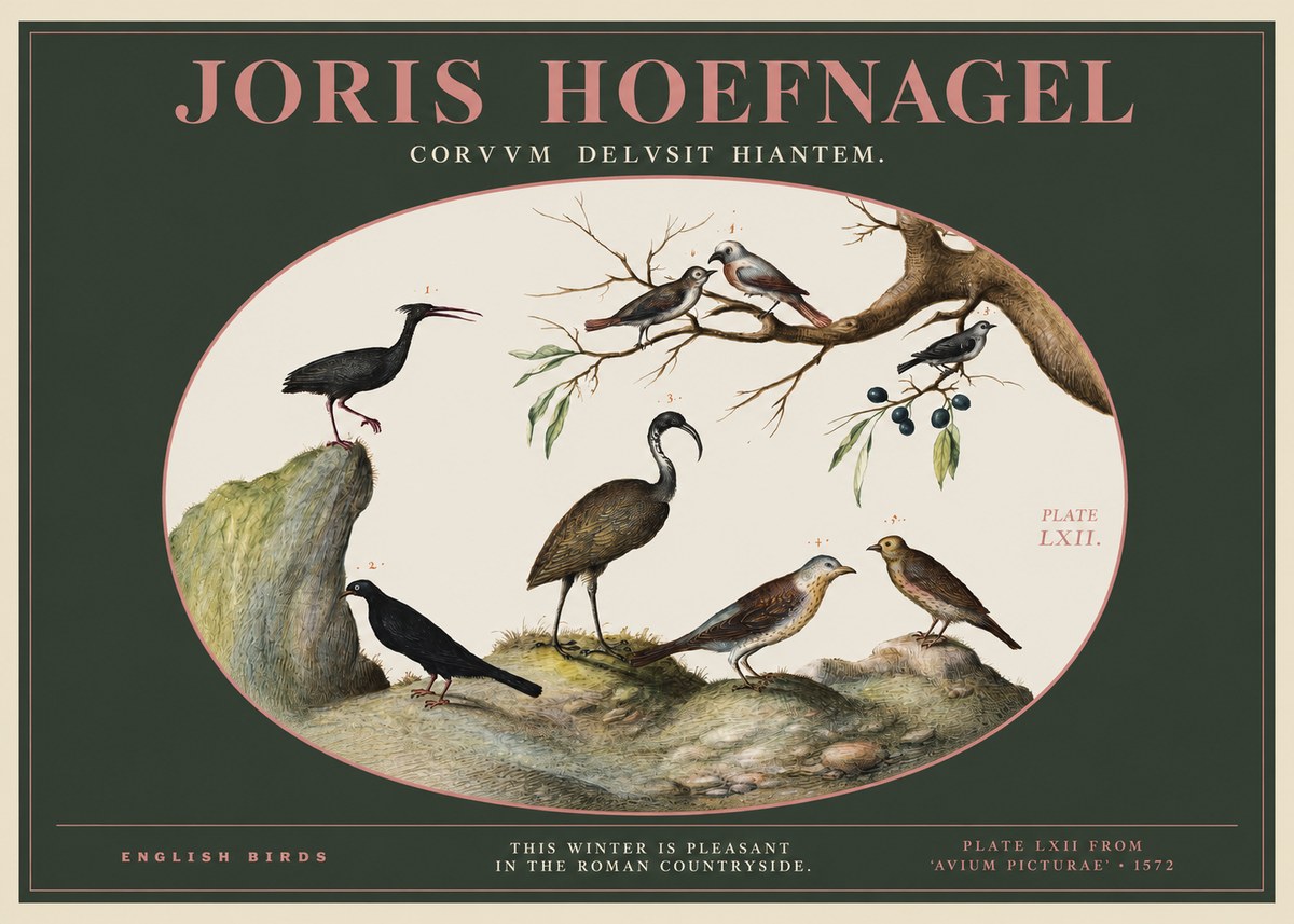 Joris Hoefnagel English Birds Plate Lxii No2 - Poster