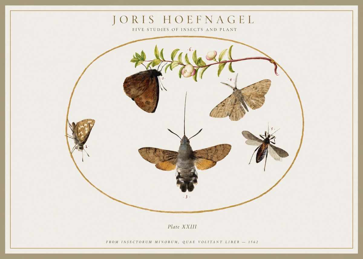 Joris Hoefnagel Five Studies of Insects and Plant No1 - Poster