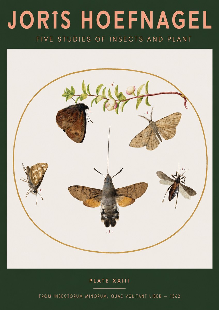 Joris Hoefnagel Five Studies of Insects and Plant No3 - Poster