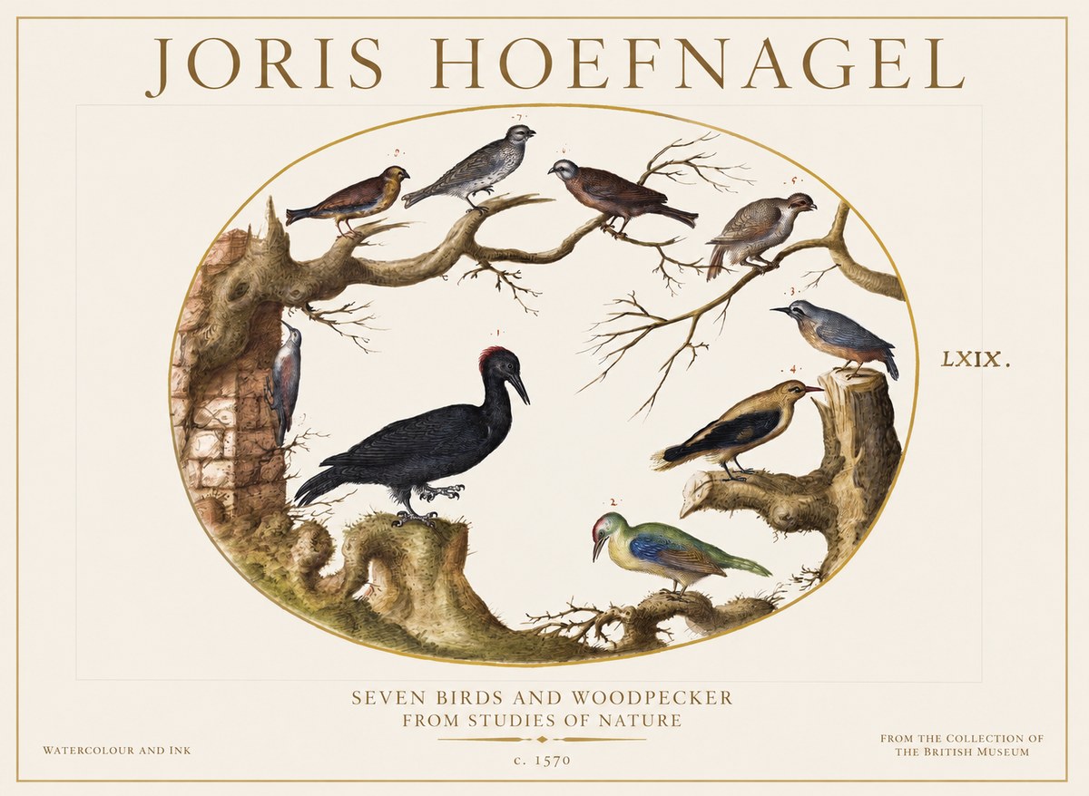 Joris Hoefnagel Birds in an Oval Frame No6 - Poster