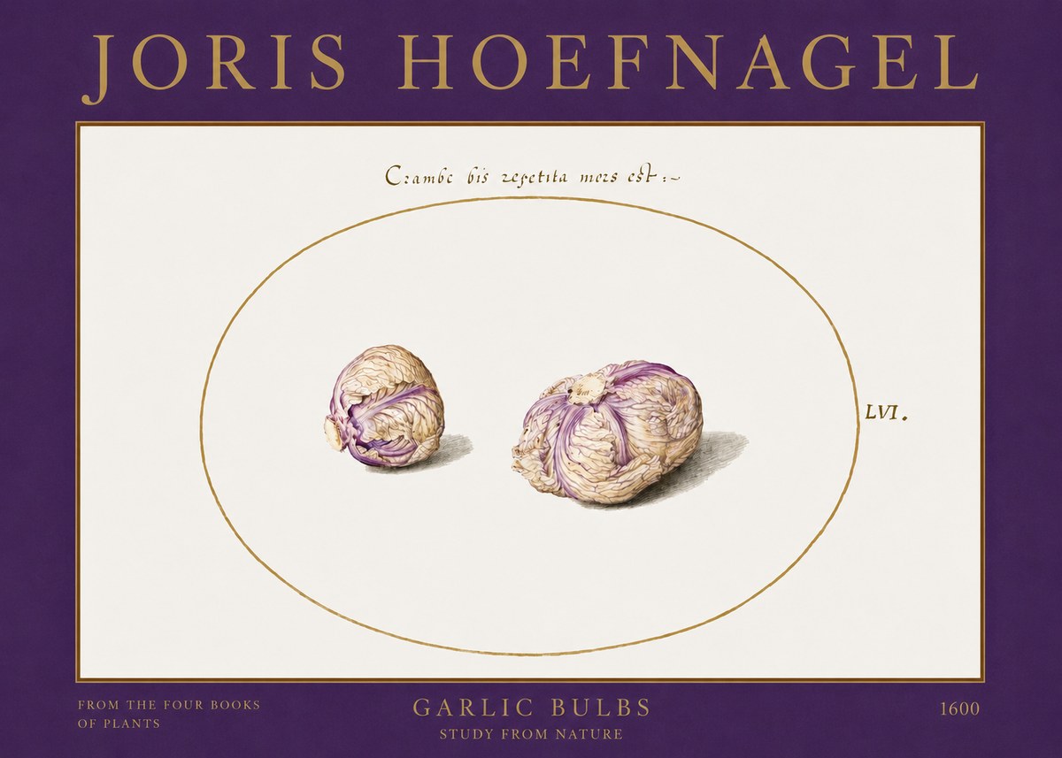Joris Hoefnagel Garlic Bulbs Study from Nature No2 - Poster