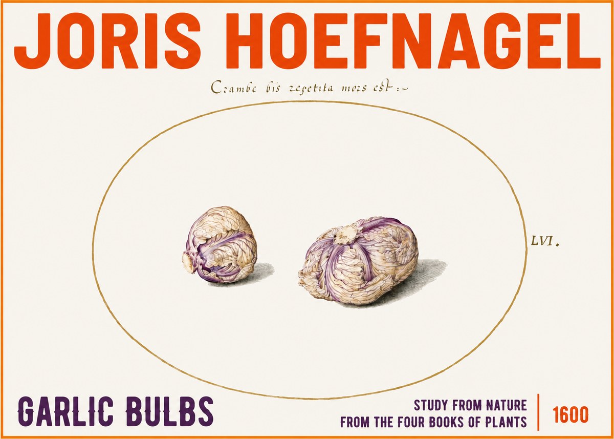 Joris Hoefnagel Garlic Bulbs Study from Nature No3 - Poster