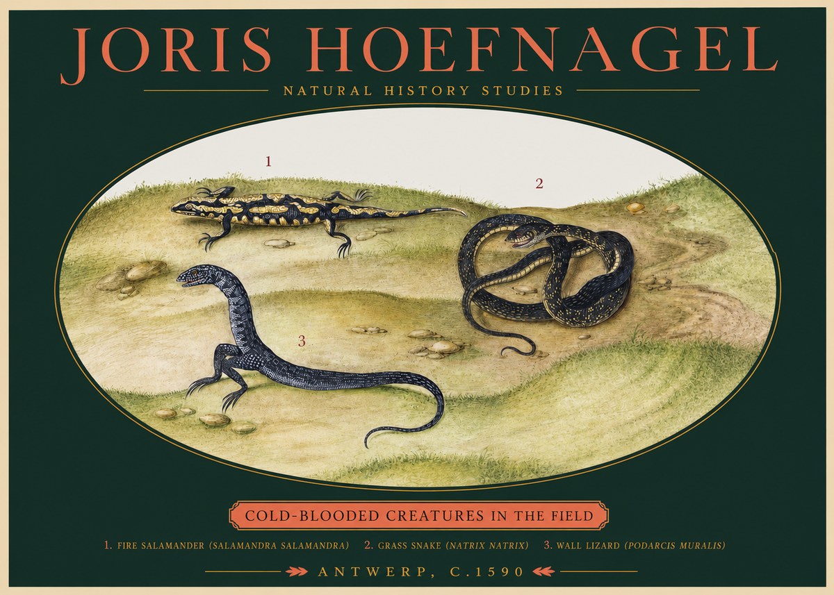 Joris Hoefnagel Cold-blooded Creatures in the Field No2 - Poster