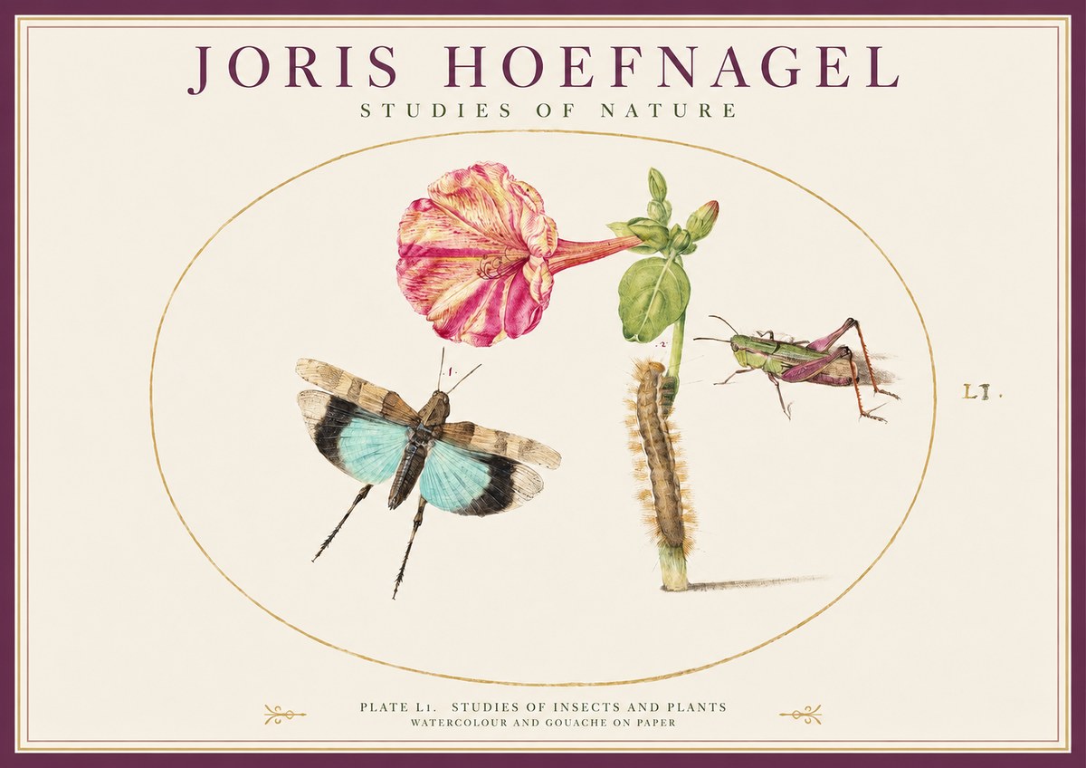 Joris Hoefnagel Plate L1. Studies of Insects and Plants No1 - Poster