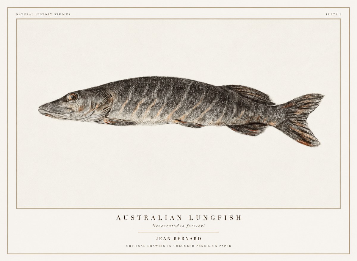 Jean Bernard Australian Lungfish No1 - Poster