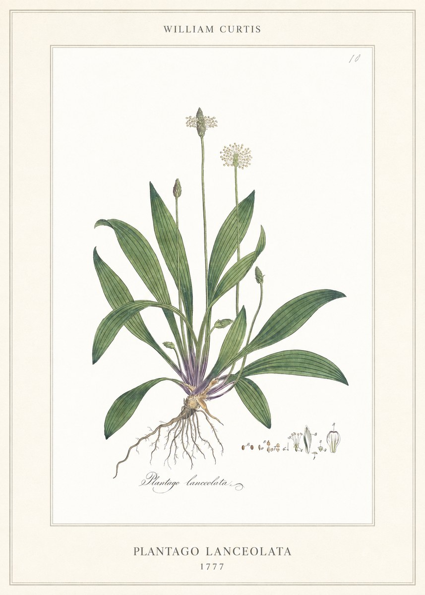 William Curtis Plantago Lanceolata II No6 - Poster