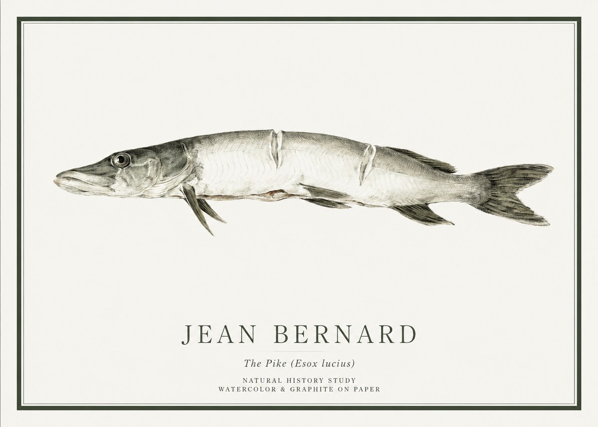 Jean Bernard Study of a Fish II No6 - Poster