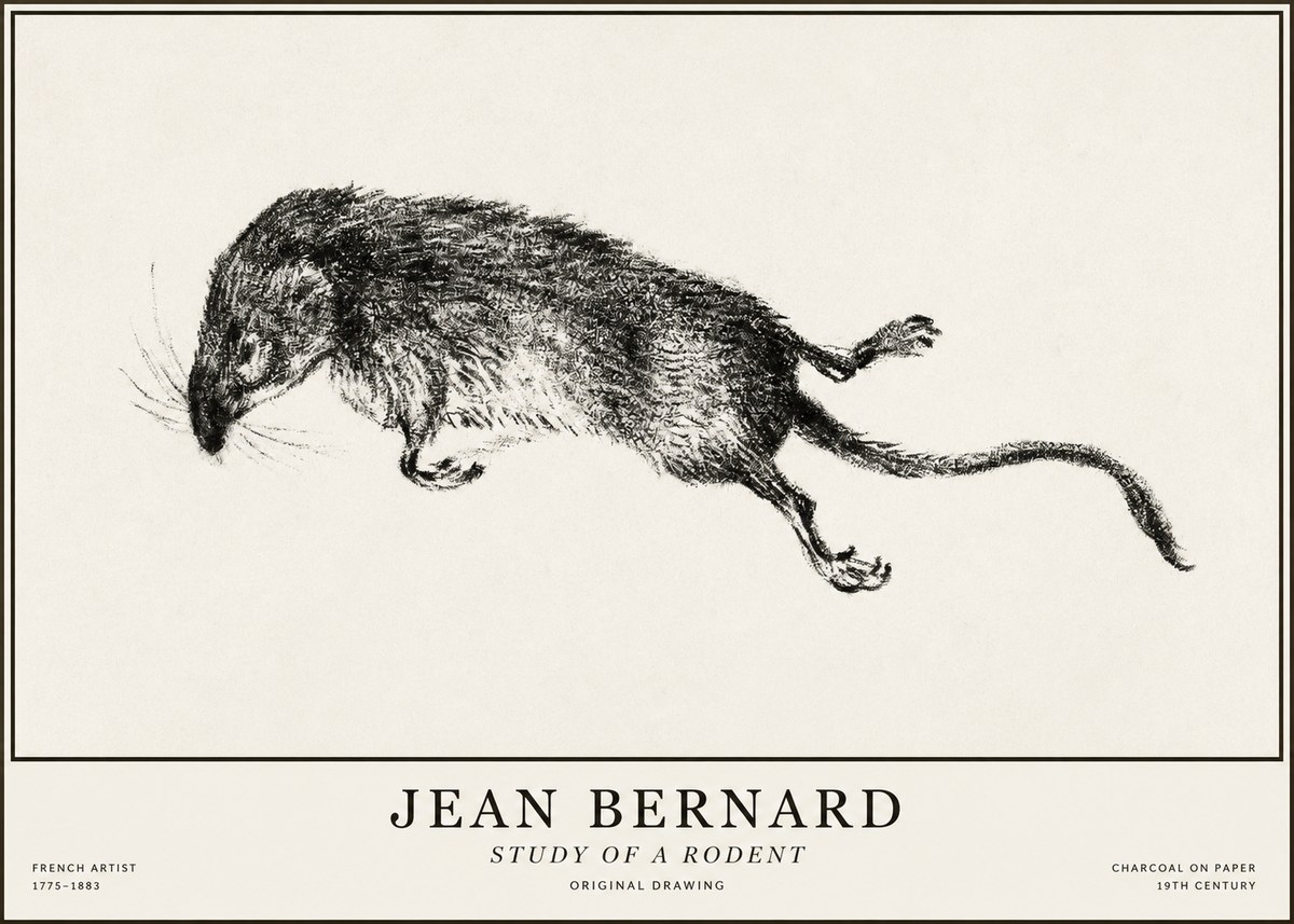 Jean Bernard Study of a Rat II No5 - Poster