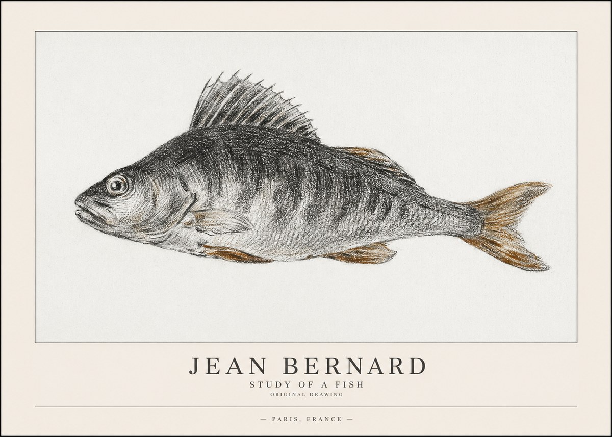 Jean Bernard Study of a Fish IV No1 - Poster