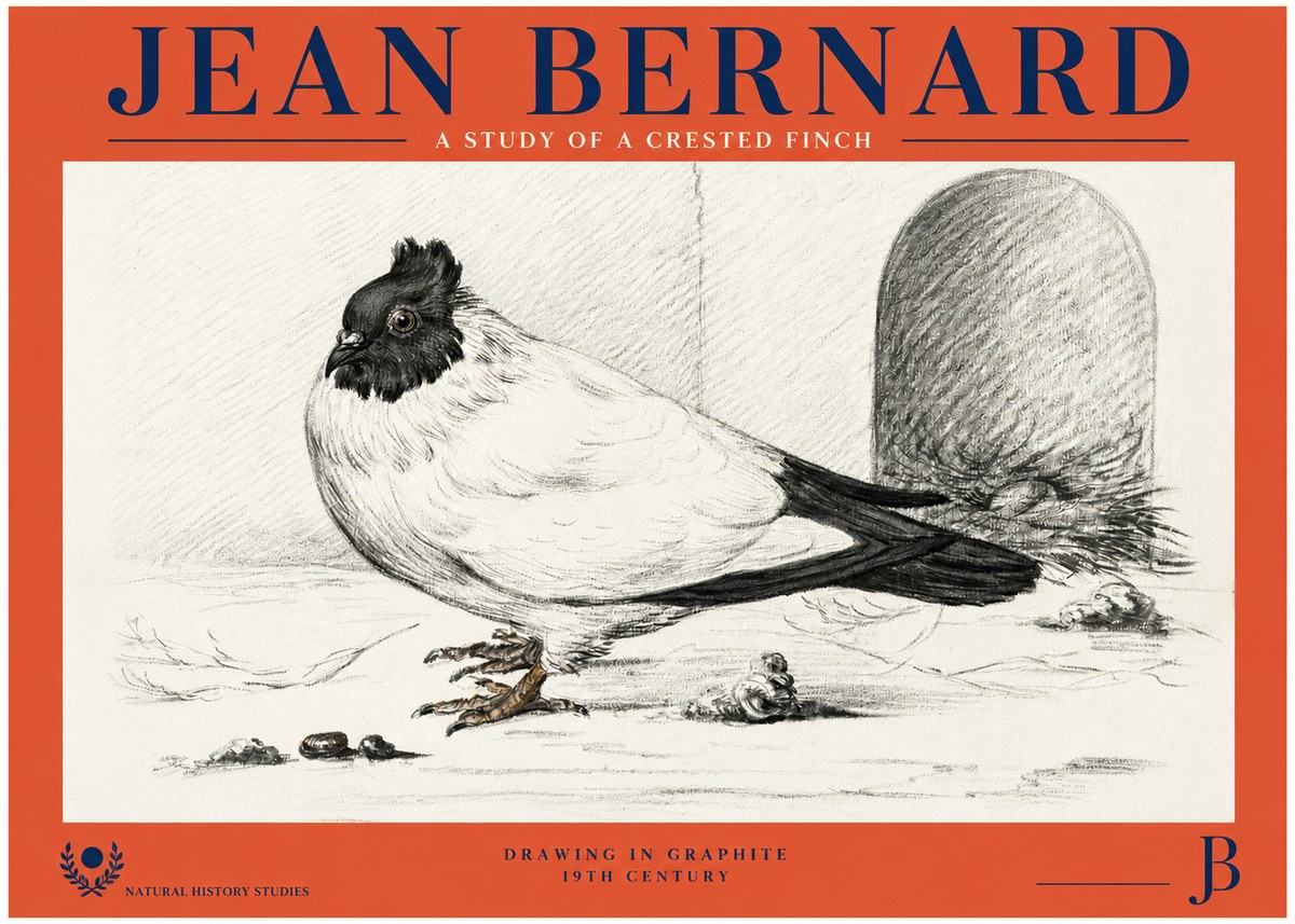 Jean Bernard A Study of a Crested Finch No2 - Poster