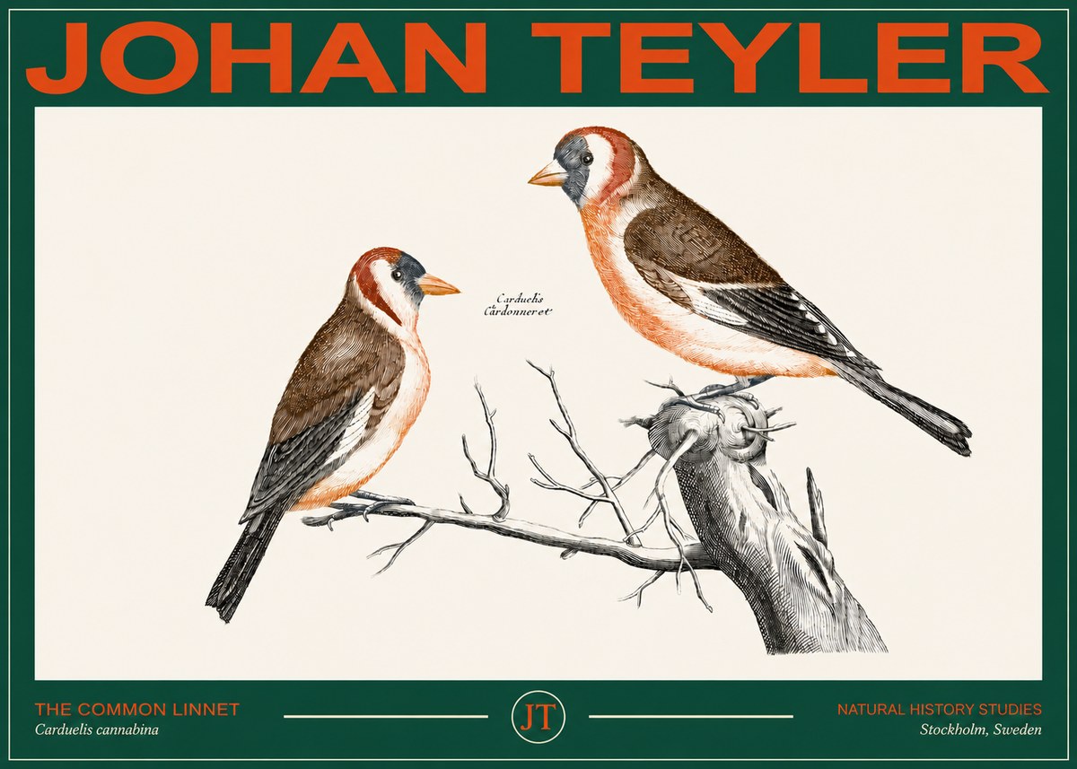 Johan Teyler The Common Linnet No2 - Poster