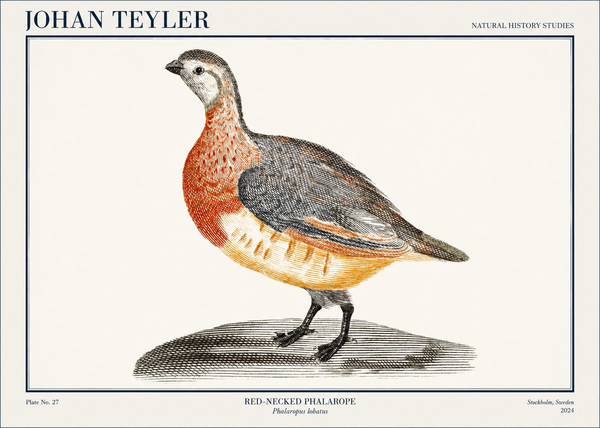 Johan Teyler Red-necked Phalarope No1 - Poster