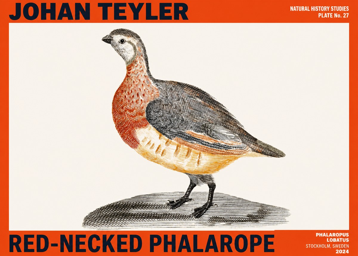 Johan Teyler Red-necked Phalarope No2 - Poster